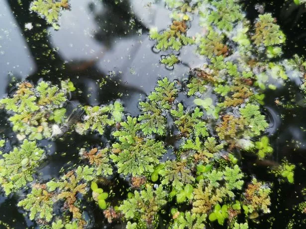 像日本结缕草一样迅速传播的入侵植物——除掉它们