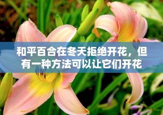 和平百合在冬天拒绝开花，但有一种方法可以让它们开花
